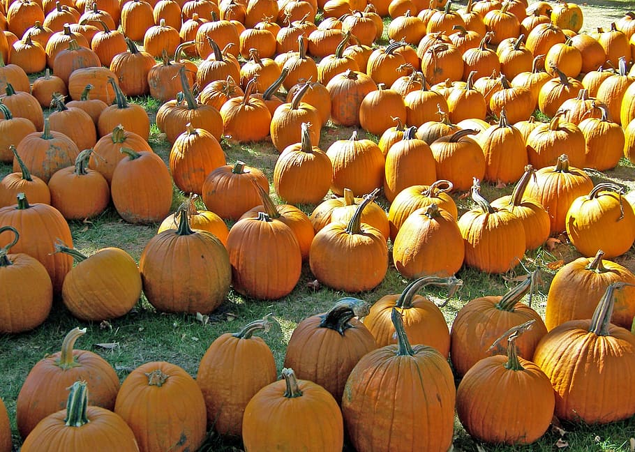 pumpkins, vegetable, orange, colour, harvest, food, organic HD wallpaper