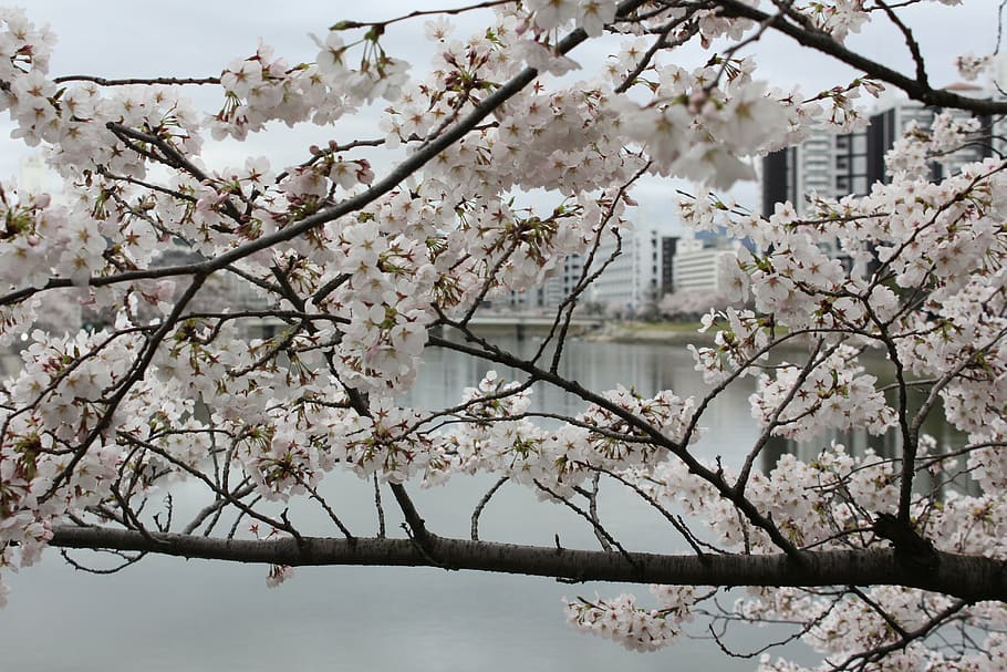 cherry, tree, japan, hiroshima, beautiful, cherry Blossom, springtime HD wallpaper