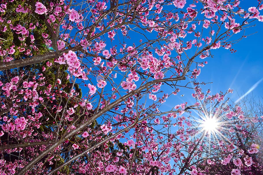 pink flower bloom at daytime, cherry blossom, tree, nature HD wallpaper