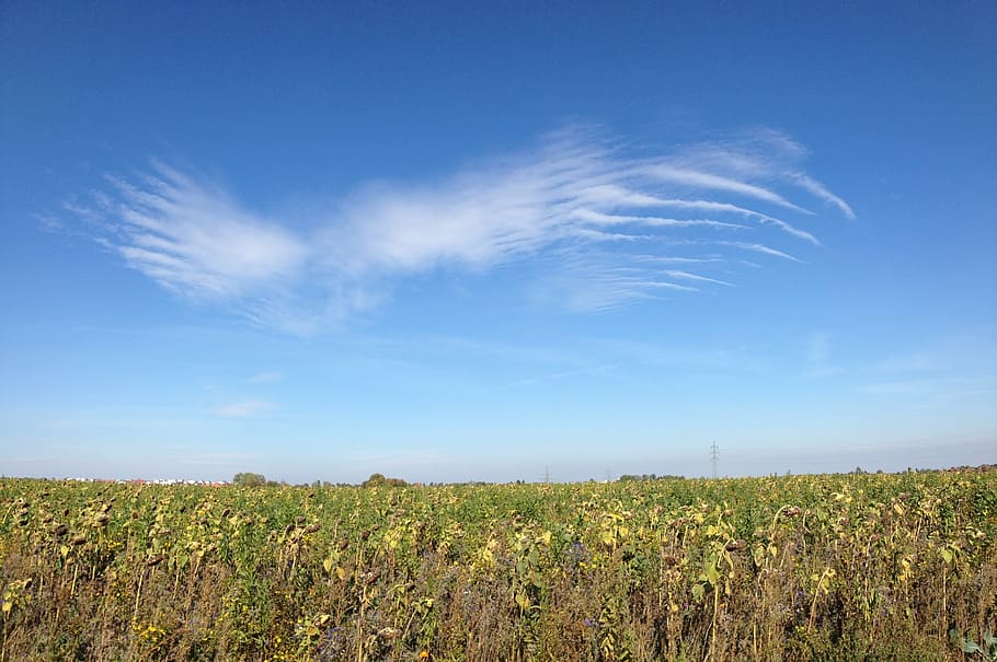 sky, cloud, angel wings, field, landscape, farm, nature, agriculture HD wallpaper