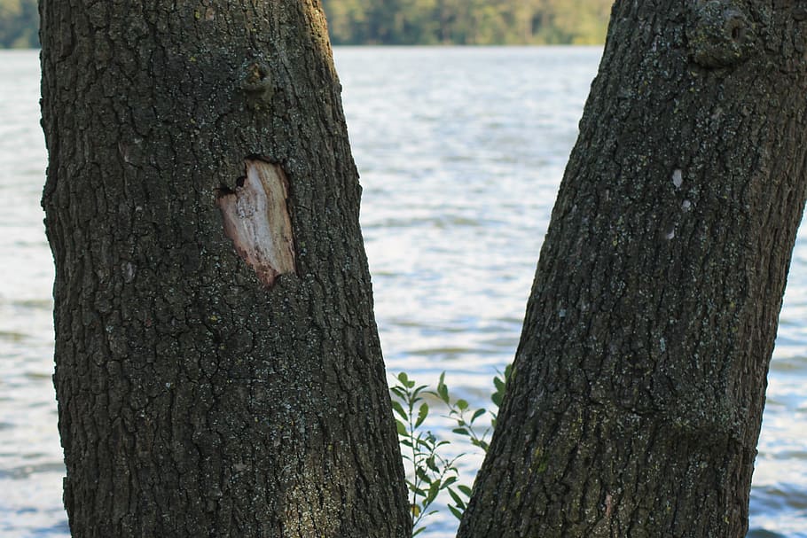 tree, nature, idyll, water, lake, bank, landscape, relaxed HD wallpaper