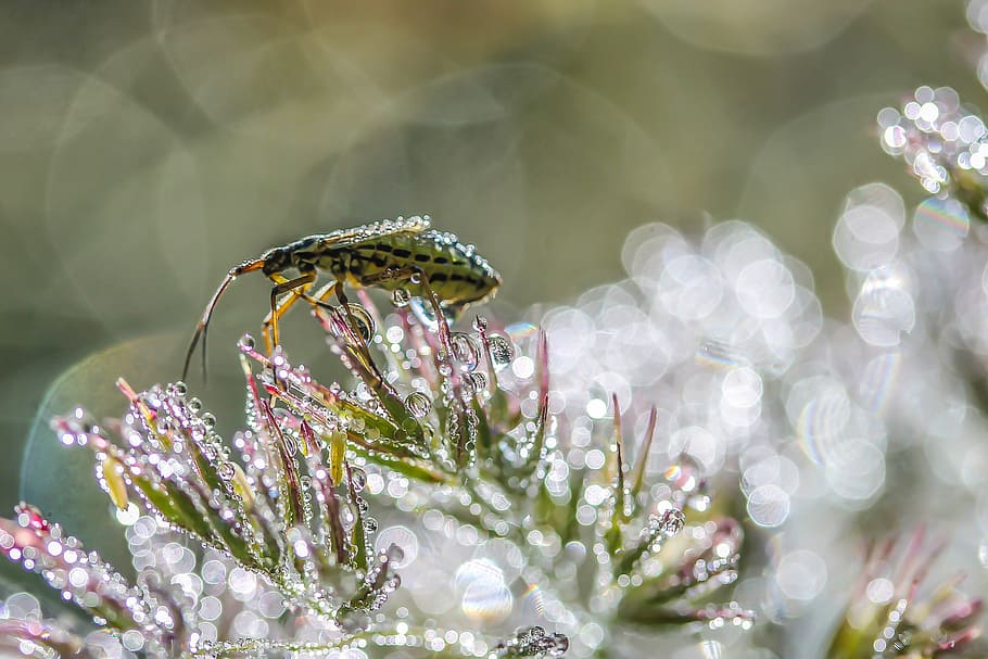 insect, arthropod, animal, macro, fauna, flower, dew, glow HD wallpaper