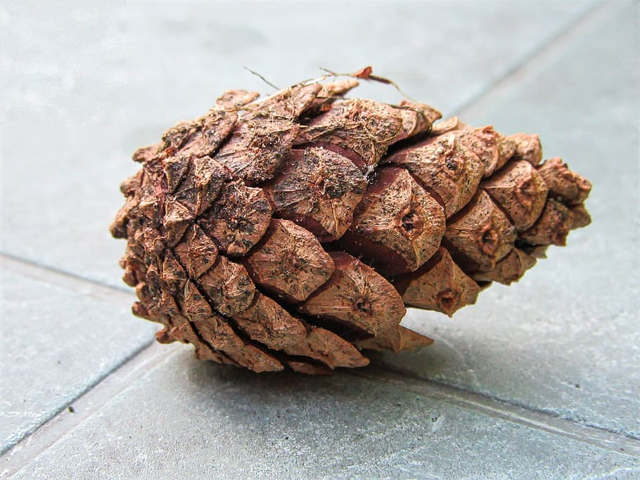 pinecone, autumn, decoration, forest, tree, nature, garden HD wallpaper