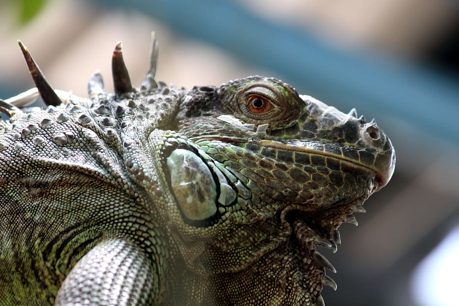 gray monitor lizard, Iguana, Watch, Reptile, Animal, dragon HD wallpaper