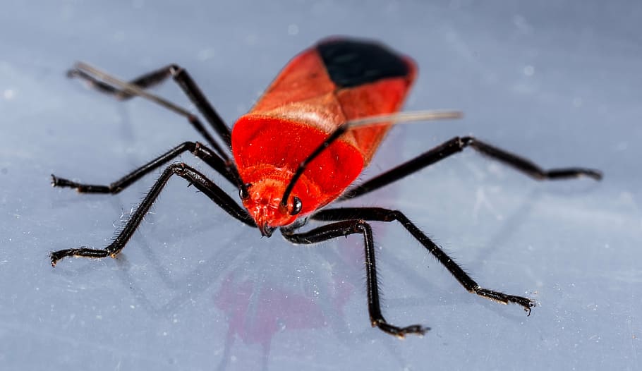 beetle, red beetle, insect, macro, nature, close-up, animal HD wallpaper