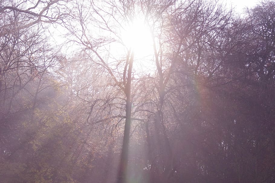 sun ray, trees, light, sunlight, scenic, plant, forest, tranquility HD wallpaper