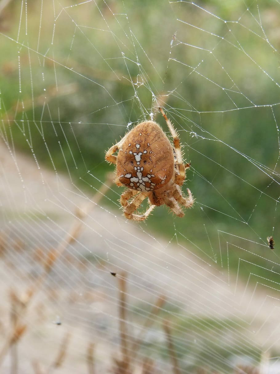 Spider, Web, Araneus Diadematus, devouring an insect, hunt, HD wallpaper
