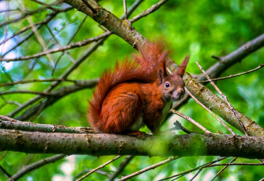 squirrel, branch, green, red squirrel, forest, natural, wildlife HD wallpaper