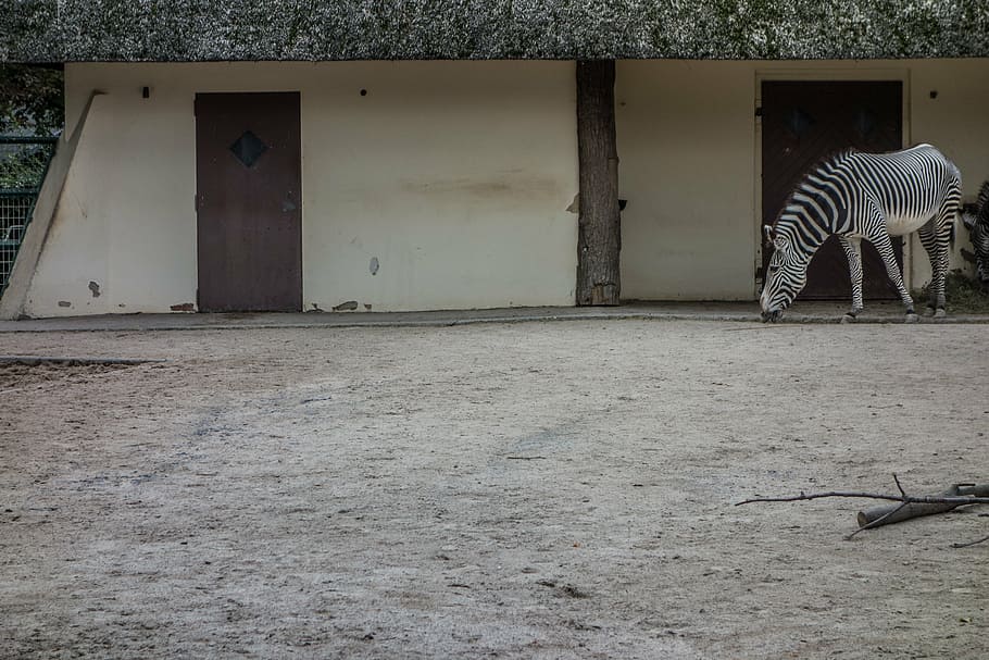zebra, stall, perissodactyla, white, structure, pattern, black and white HD wallpaper