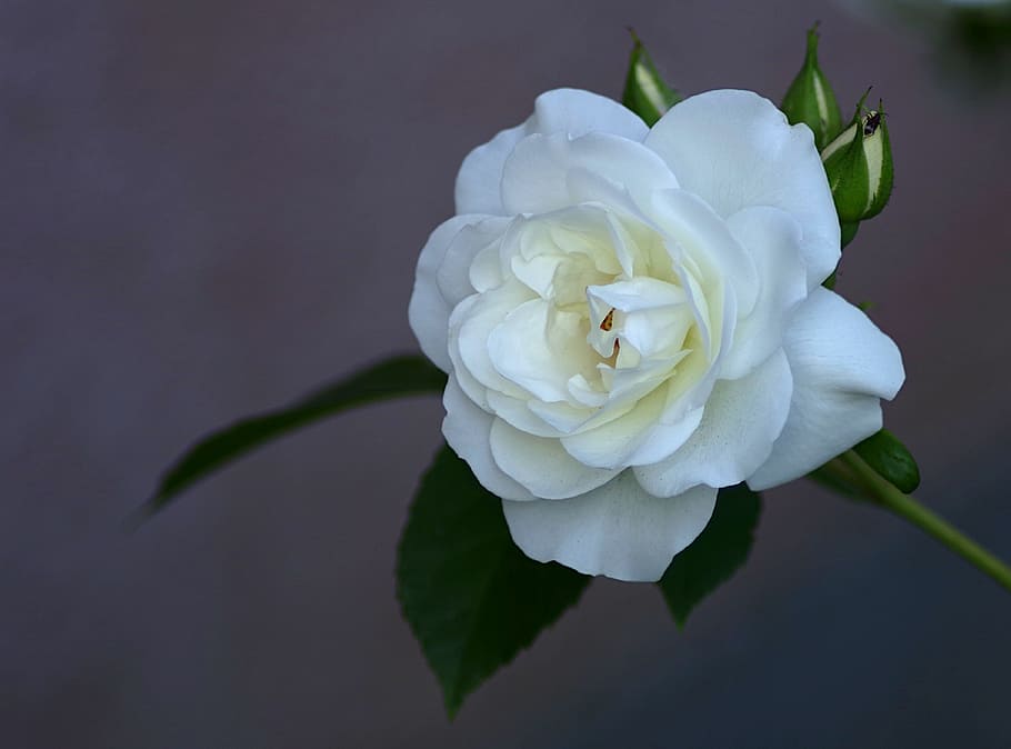 White, Clear, Flower, Single, rose, garden, rose petals, nature HD wallpaper