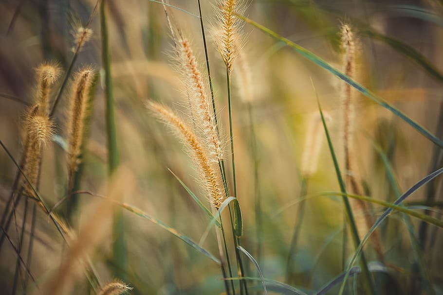 field, summer, grass, plant, blur, close-up, focus, growth, macro HD wallpaper