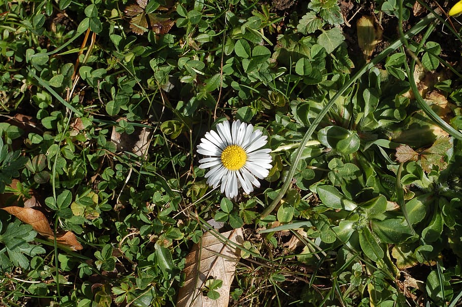 daisy, spring, flower, plant, flowering plant, growth, beauty in nature HD wallpaper