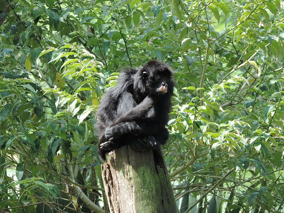 monkey, trunk, animals, rest, nature, animal themes, animal wildlife HD wallpaper
