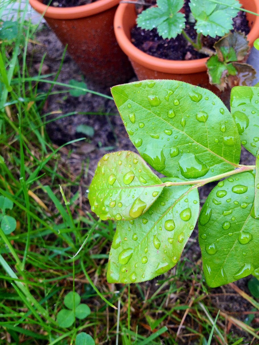 leaf, drop, green, moist, plant, growth, water, green color HD wallpaper