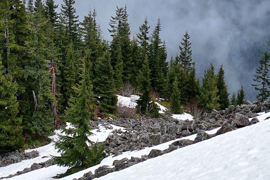 snow, winter, evergreen, pine tree, outdoor, nature, season HD wallpaper