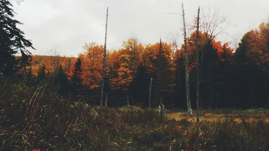 brown trees under cloudy skies, maple trees beside bare trees during daytime HD wallpaper