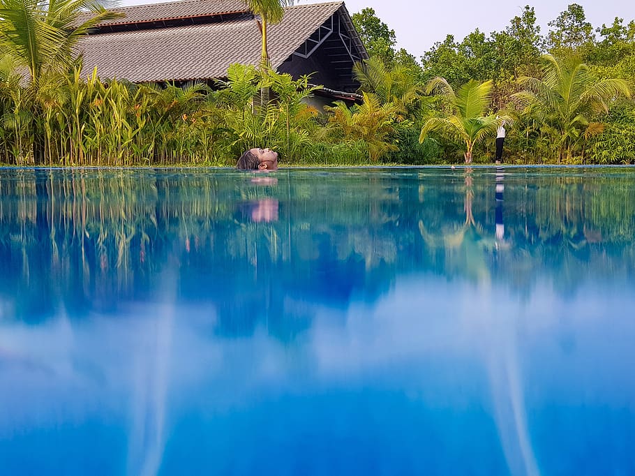 peace, swim, serenity, water, plant, tree, waterfront, reflection HD wallpaper