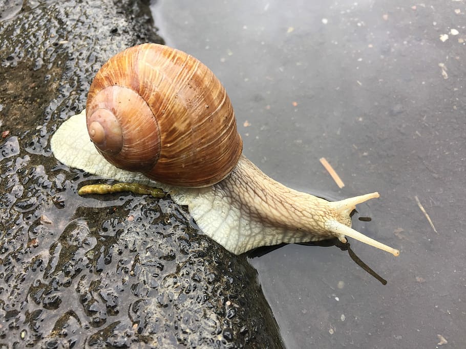 Thirst, Pretty, After The Rain, snail, one animal, gastropod HD wallpaper