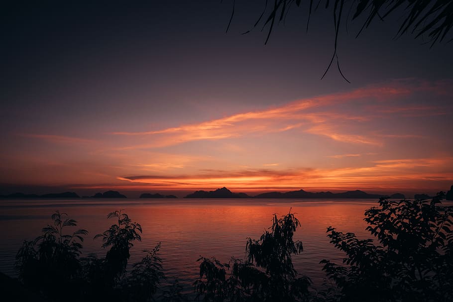 silhouette of plants beside body of water, trees near body of water during sunset HD wallpaper