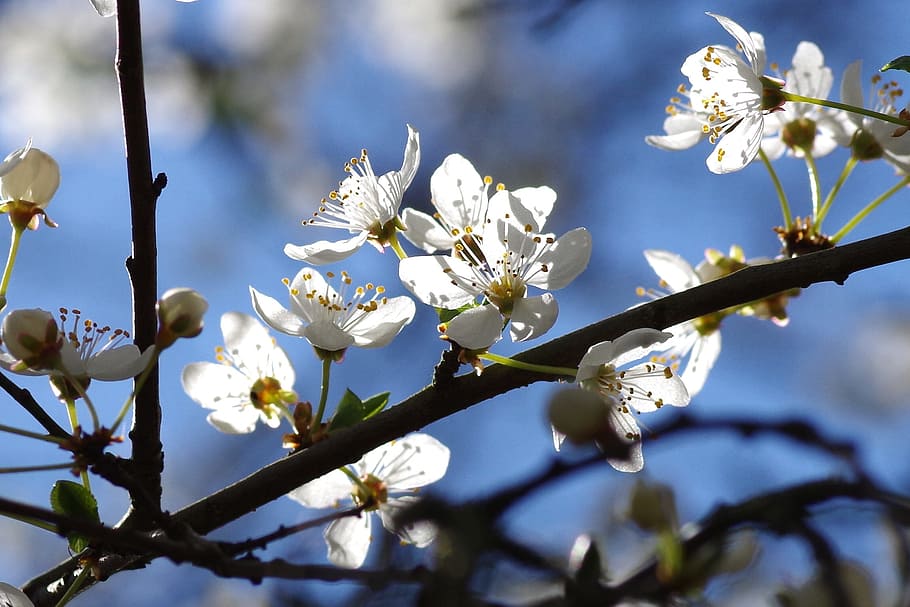 shallow focus photography of white petaled flowers, spring HD wallpaper