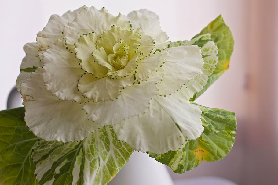 beautiful, bloom, blur, close-up, flora, flower, leaves, petals HD wallpaper
