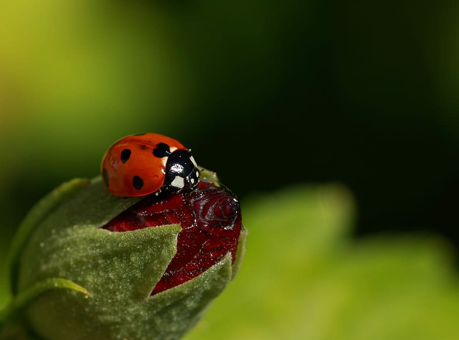 ladybug, insect, beetle, nature, leaf, plant, summer, close HD wallpaper
