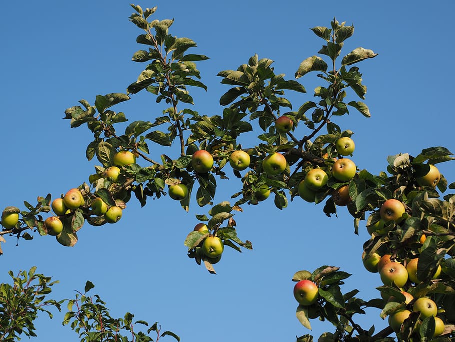 Apple Tree, Fruit, Frisch, healthy, vitamins, orchard, nature HD wallpaper