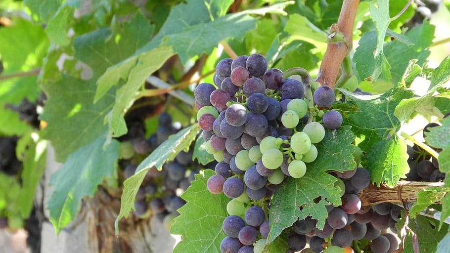 vineyard, grapevine, viticulture, wine, grapes, the grapes HD wallpaper