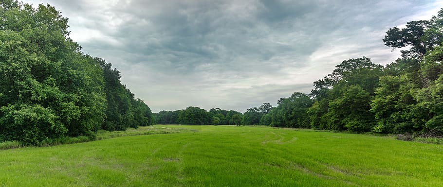 Nature, Forest, Trees, Meadow, Clouds, sky, landscape, green HD wallpaper