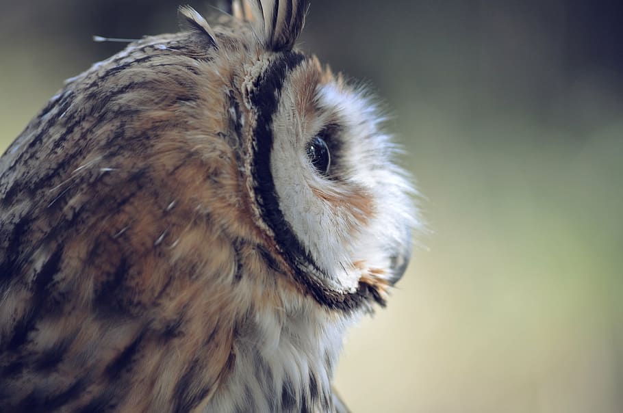 close up photography of brown owl, bird, head, face, wildlife, HD wallpaper