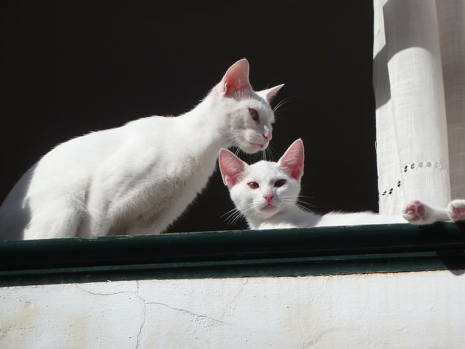 cats, white, window, feline, puss, domestic, mammal, pets, domestic animals HD wallpaper