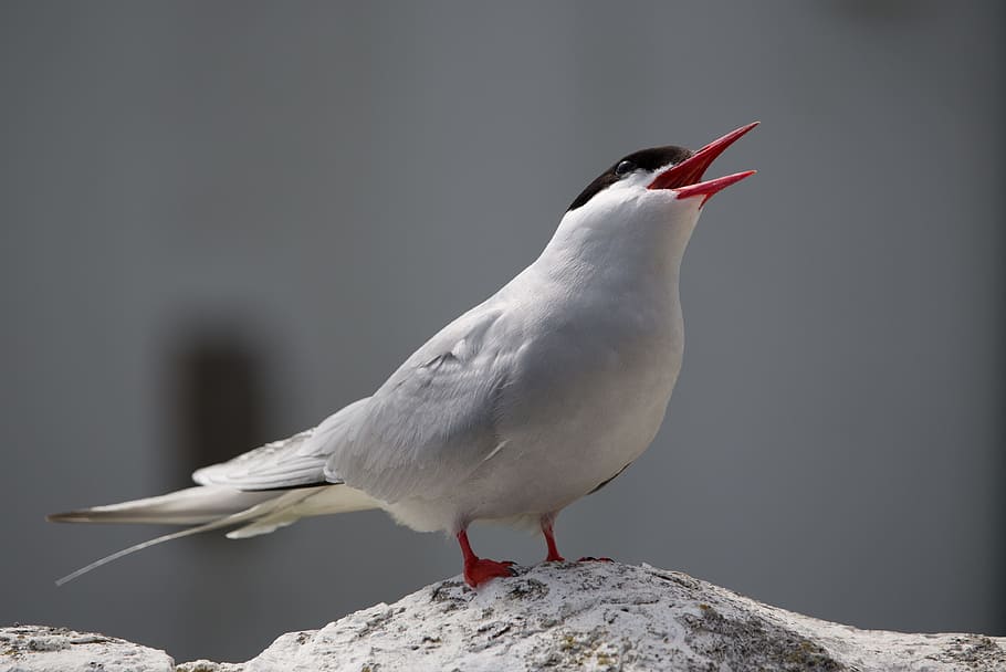white and black bird on gray rock, arctic tern, farne, farne islands HD wallpaper
