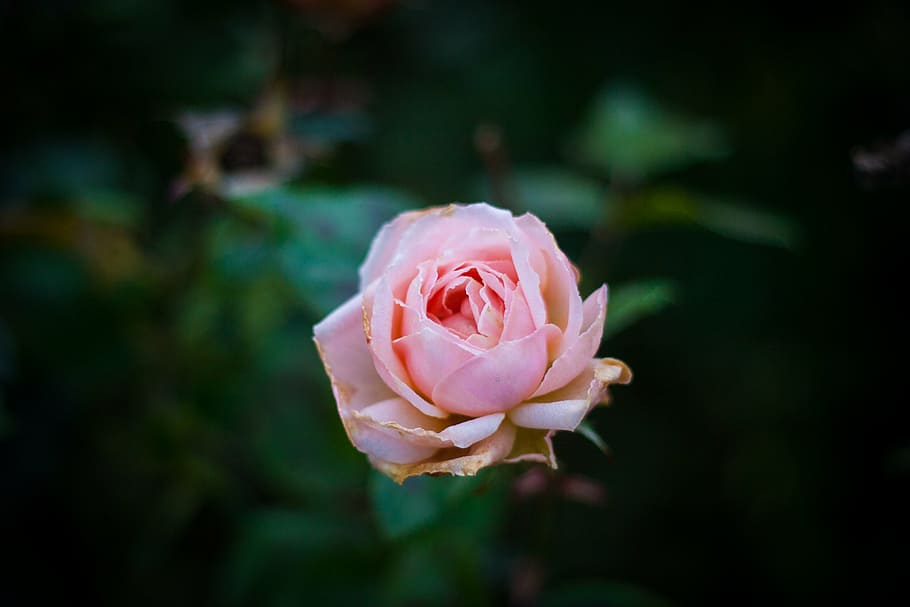 Hoa hồng hồng với cánh hoa nở rực rỡ trên nền hình nền HD sẽ đem lại cho bạn sự mới mẻ và tươi mới khi truy cập vào thiết bị của mình. Thay vì hình ảnh tĩnh, hình nền đầy màu sắc này sẽ khiến cho màn hình của bạn \