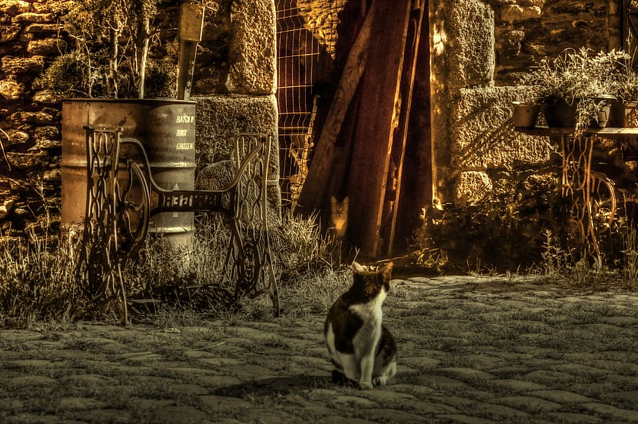 cat, night, lane, light, pavers, old, mammal, one animal, animal themes HD wallpaper