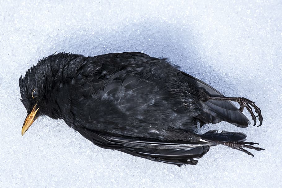 crow lying on snow field, blackbird, winter, nature, die, ze