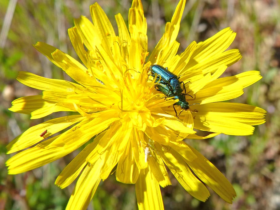 Green Beetle, Insects Mating, insect intercourse, insect breeding, HD wallpaper