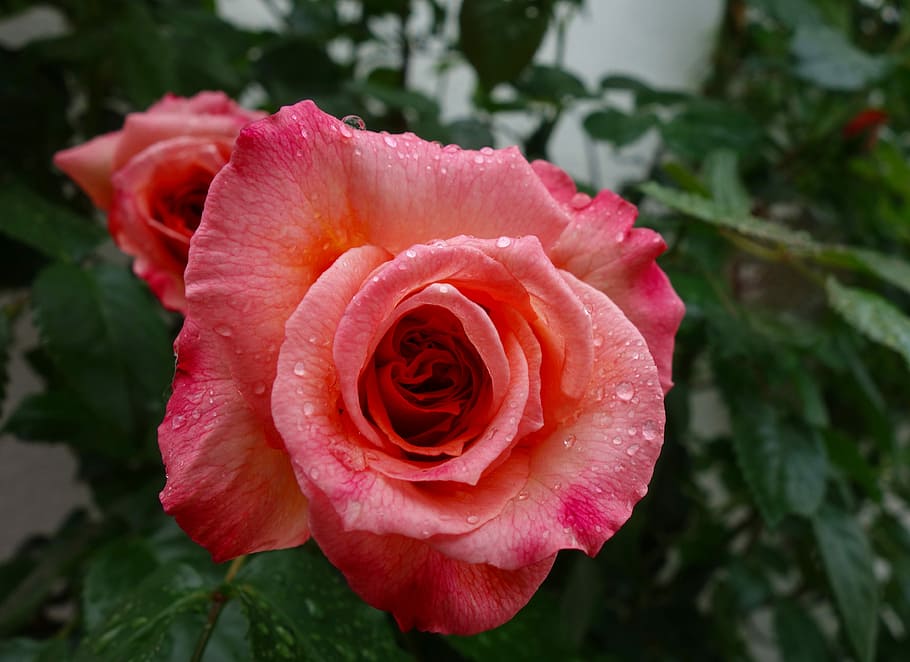 selective focus photography of two pink petaled flowers, rose, HD wallpaper