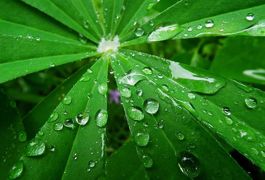 Lupine, Raindrops, Leaf, Lupinus, flora, environment, droplet HD wallpaper