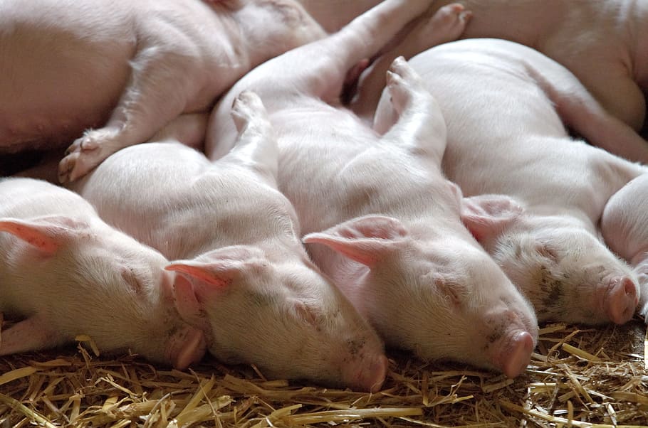herd of piglets, litter, young, animal, swine, omnivorous, hog