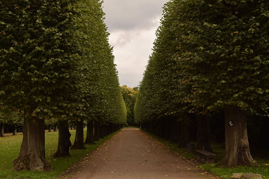 brown pathway between green leafed trees, Avenue, Away, Road HD wallpaper