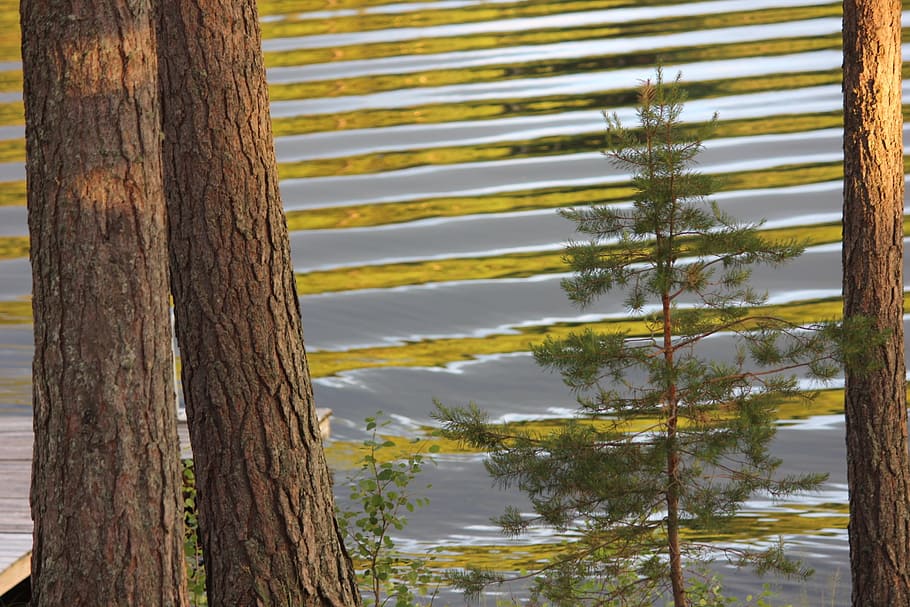 lake, saimaa, waves, daybreak, tree, plant, trunk, tree trunk HD wallpaper