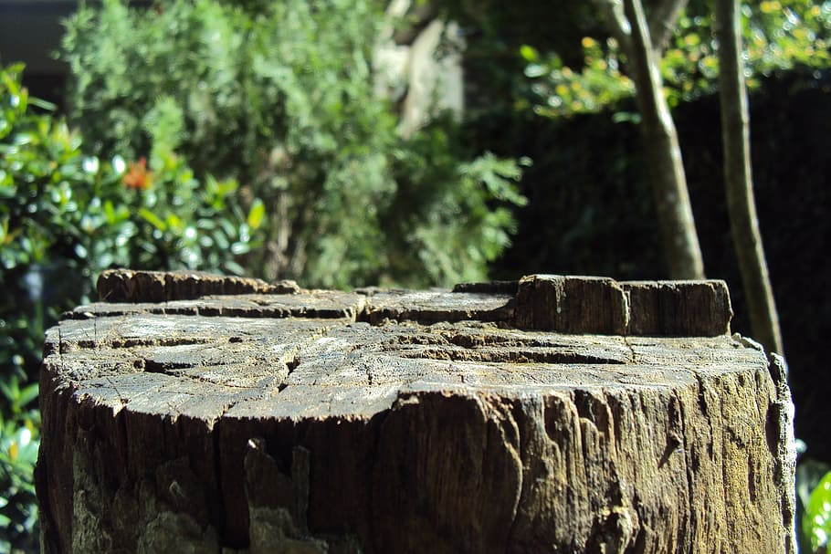 log, tree, cut tree, old tree, dried tree log, macro effect HD wallpaper