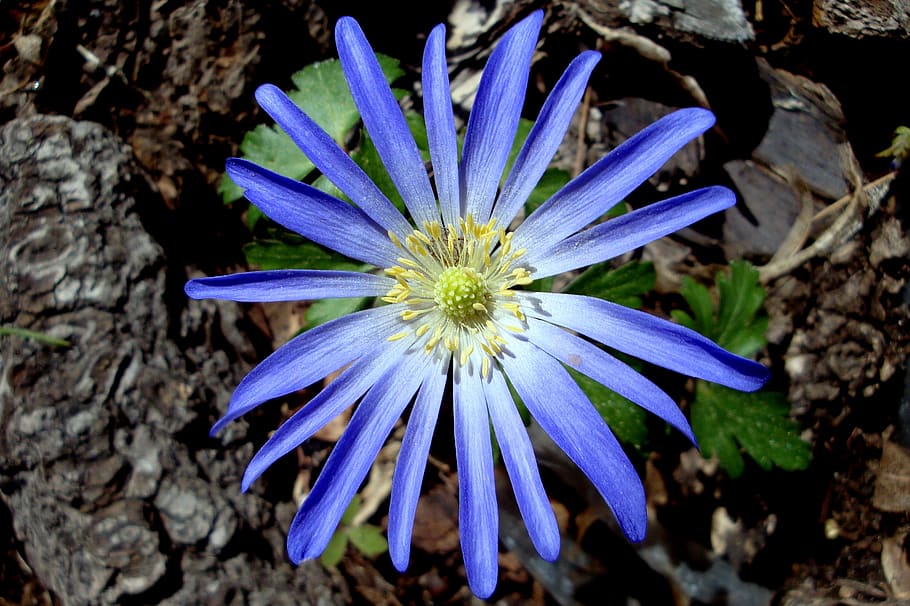 flower, spring, blue, flowering plant, vulnerability, fragility HD wallpaper