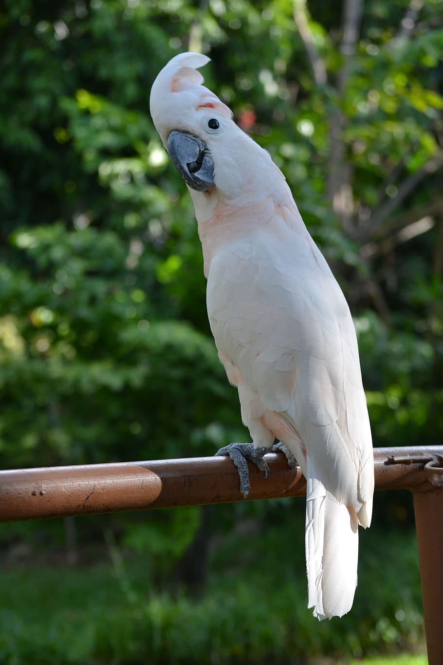 salmon crested cockatoo | Pet birds, Cockatoo, Beautiful birds