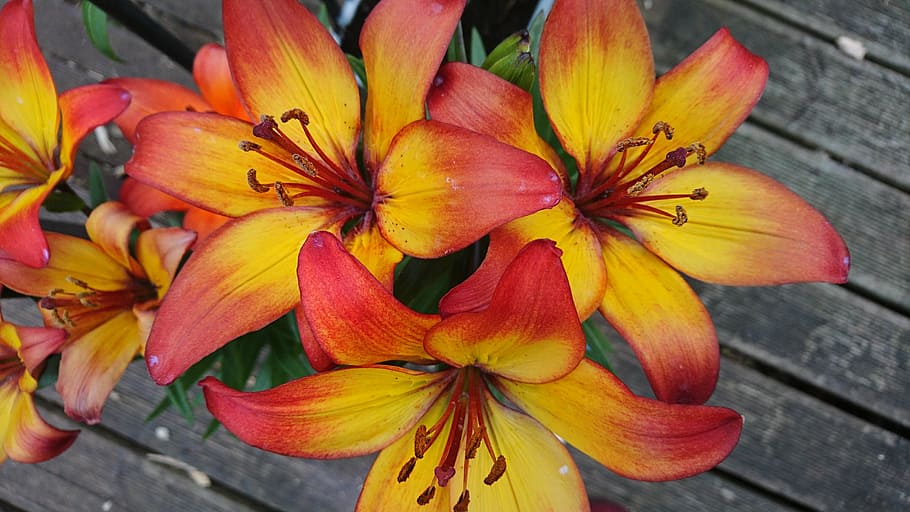 lilly, flower, orange, bright, yellow, flame, beautiful, flowering plant HD wallpaper