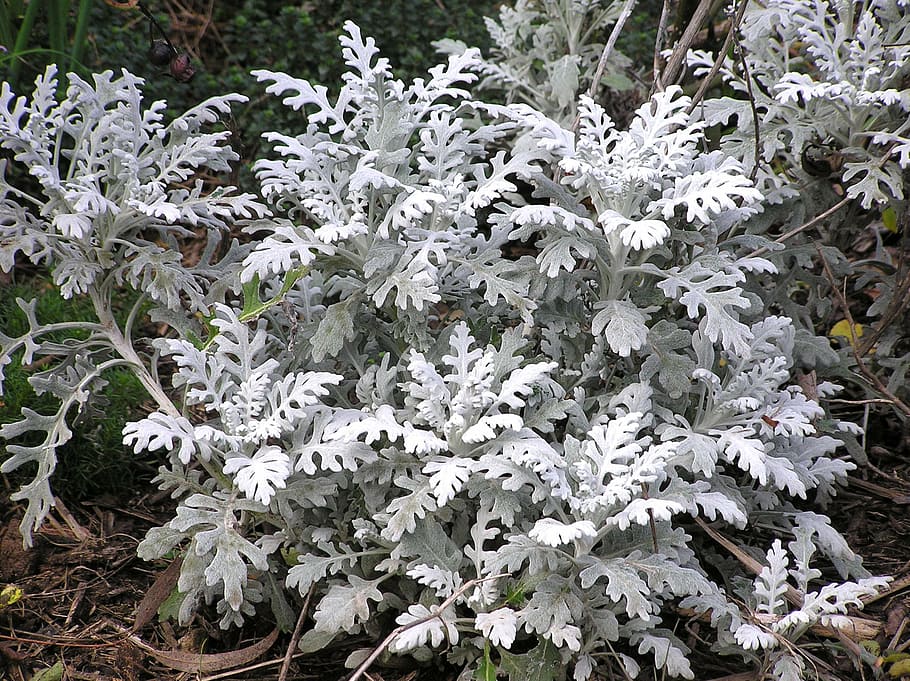 silver, leaf, plant, nature, flower, flowering plant, growth HD wallpaper