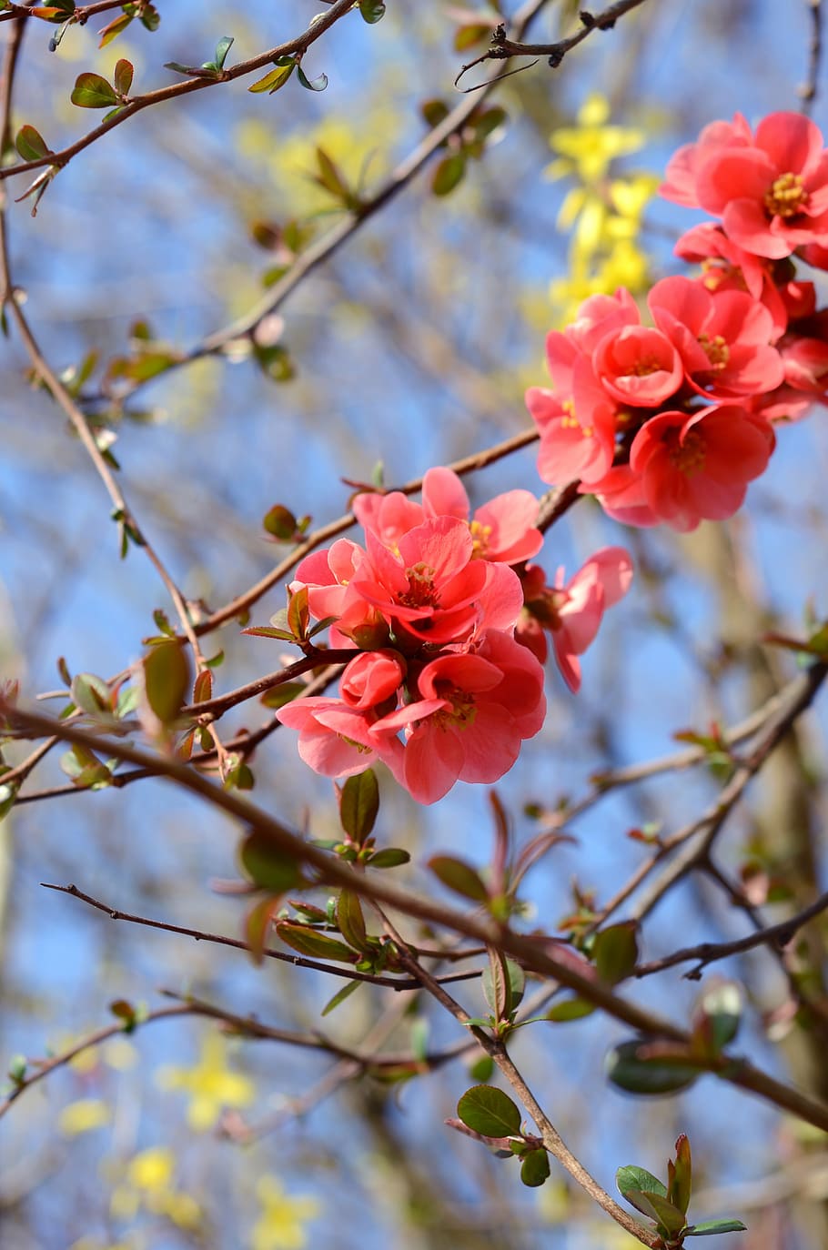 bloom, nature, spring, flower, blossom, floral, blooming, plant HD wallpaper