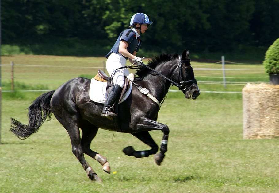 jockey in blue uniform riding black horse, ride, reiter, competition, HD wallpaper