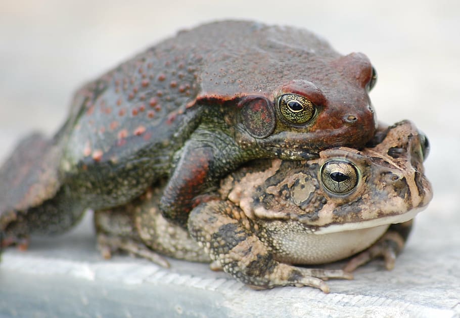 toads, frogs, mating, copulation, fauna, species, amphibian HD wallpaper