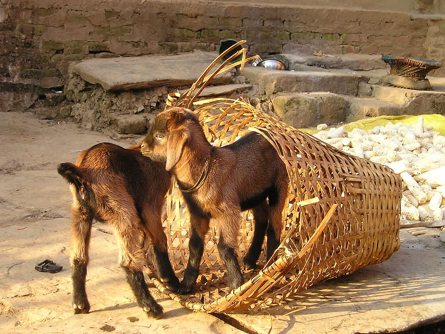 two brown goats standing near brown wicker basket, nepal, small HD wallpaper